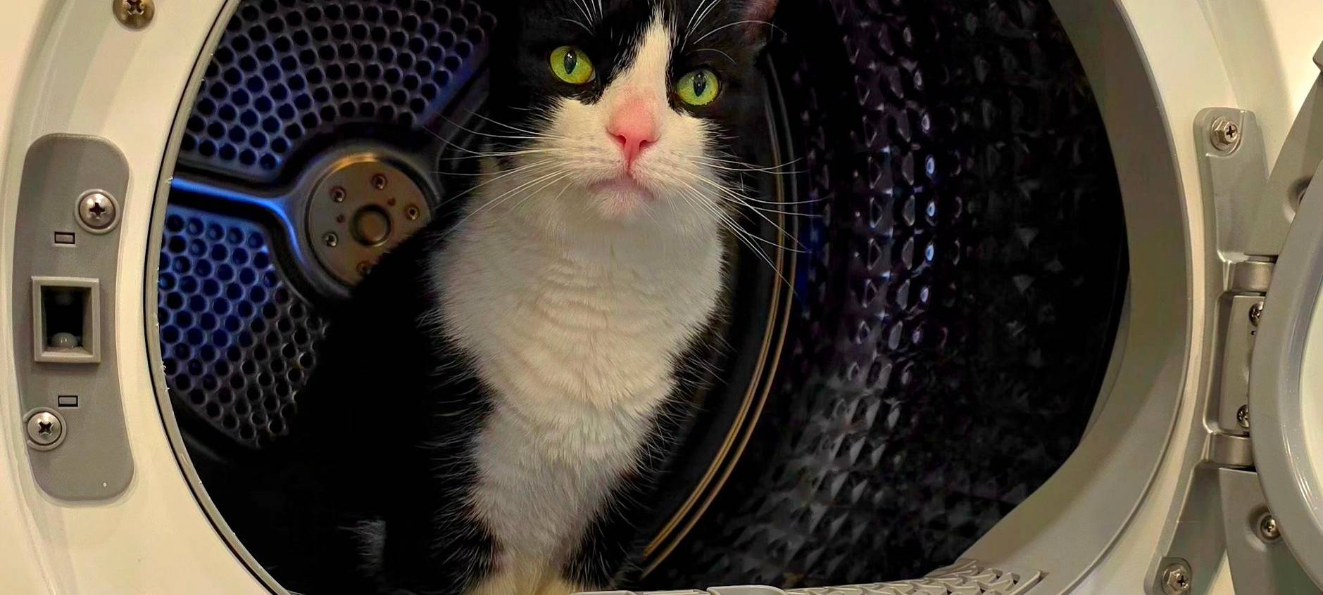 Katze sitzt in der Waschmaschine von Dirk.