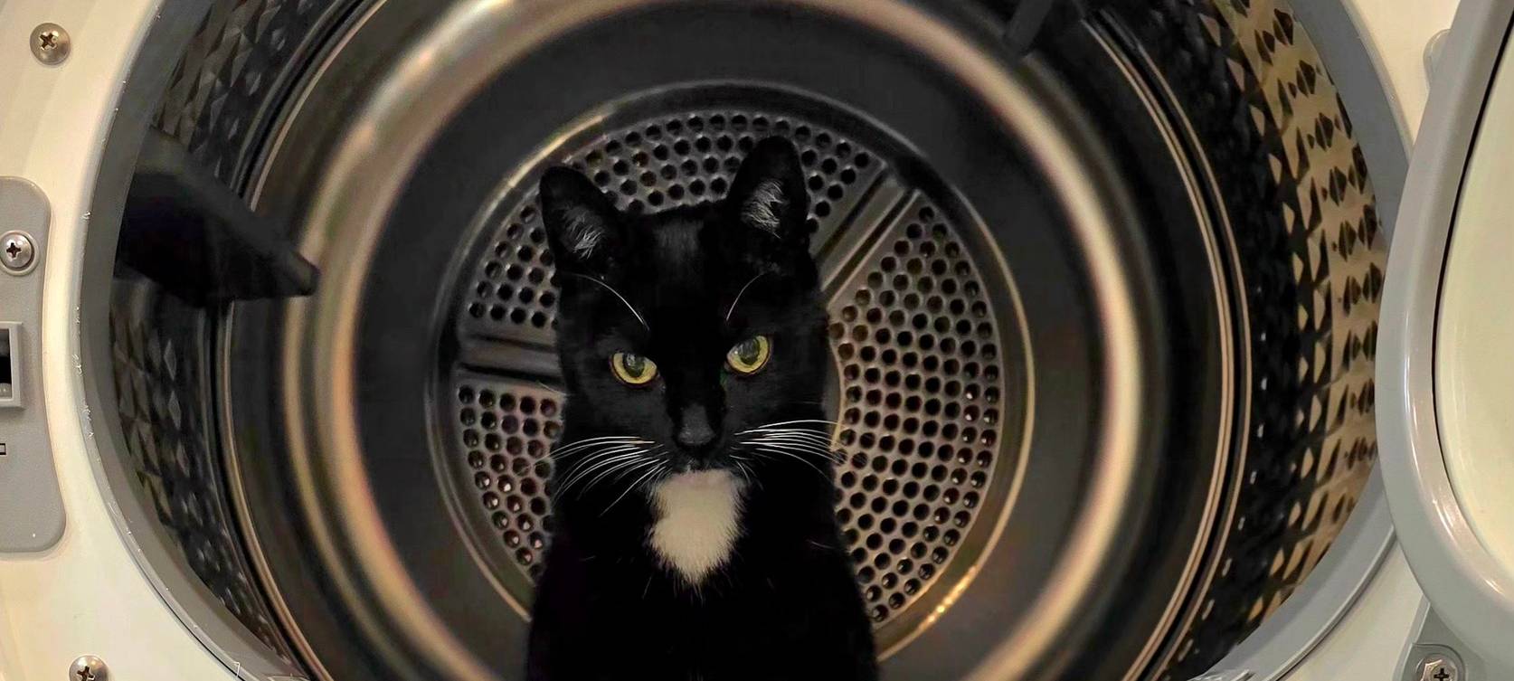 Katze sitzt in der Waschmaschine und guckt genervt in die Kamera von Dirk.