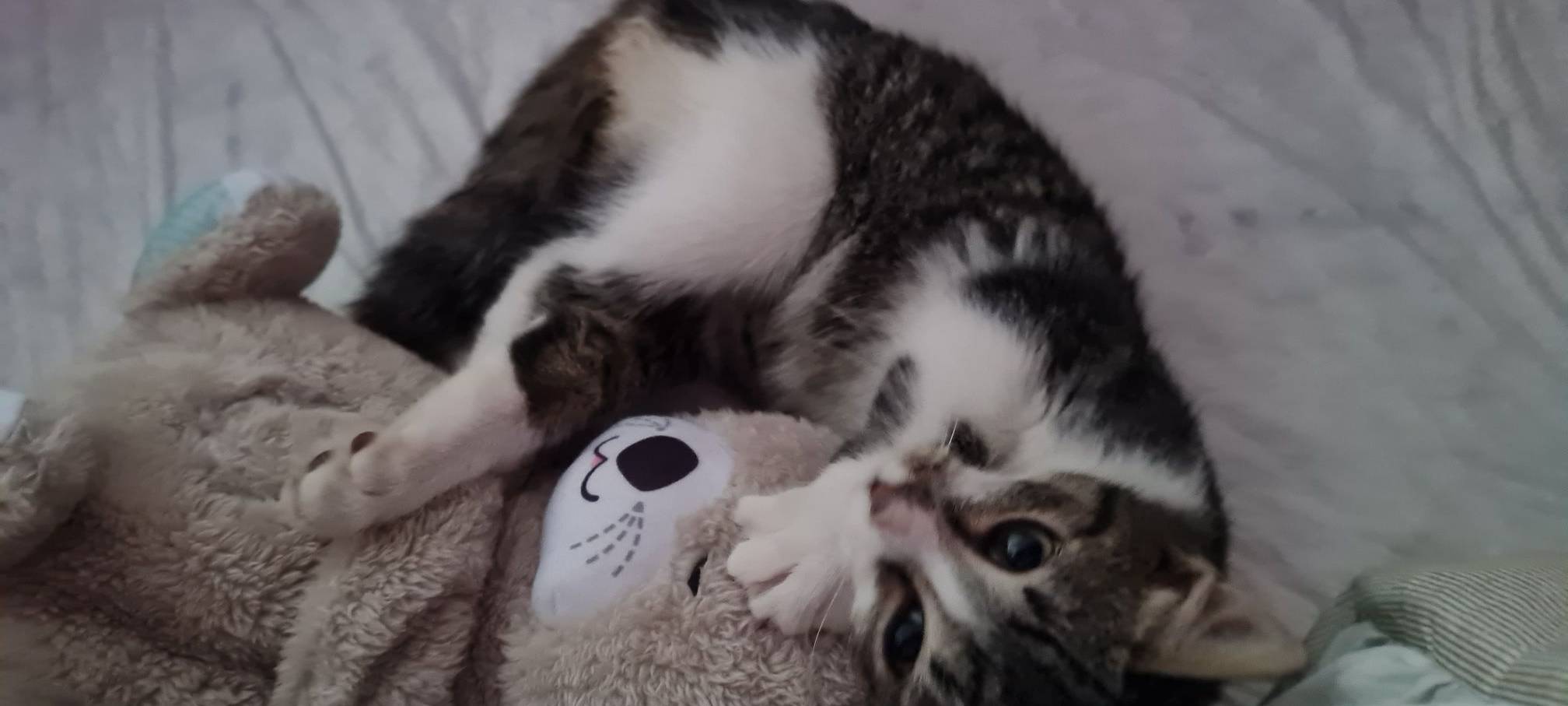 Katze kuschelt mit Teddy-Bär von Doreen.