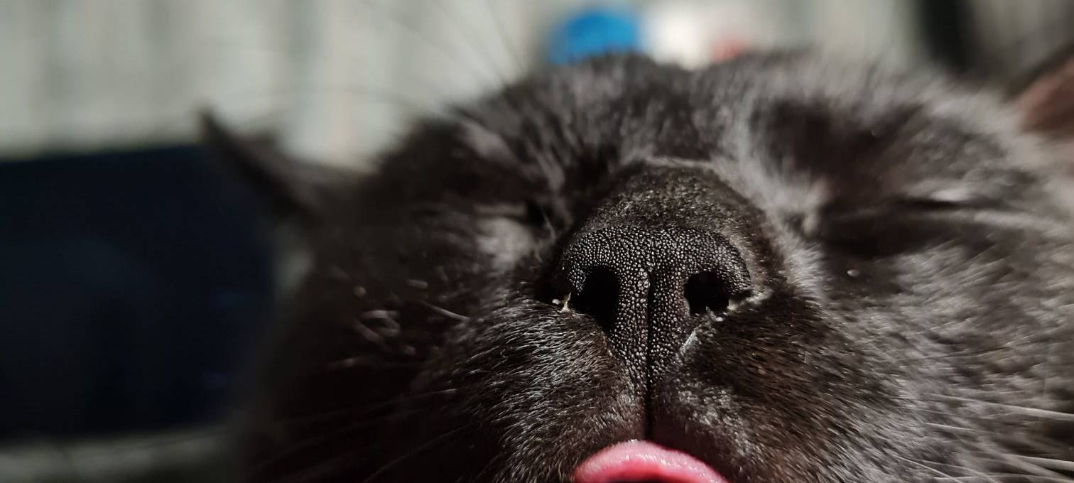 Katze schläft mit der Zunge rausgestreckt von Doreen.