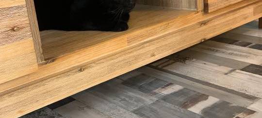 Katze versteckt sich im Regal von Fatma.