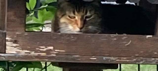 Katze hat es sich im Vogelhaus gemütlich gemacht von Heidi.