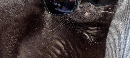 Katze trägt eine Sonnenbrille von Jacky.