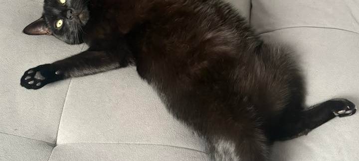 Katze liegt gemütlich auf der Couch von Janina.