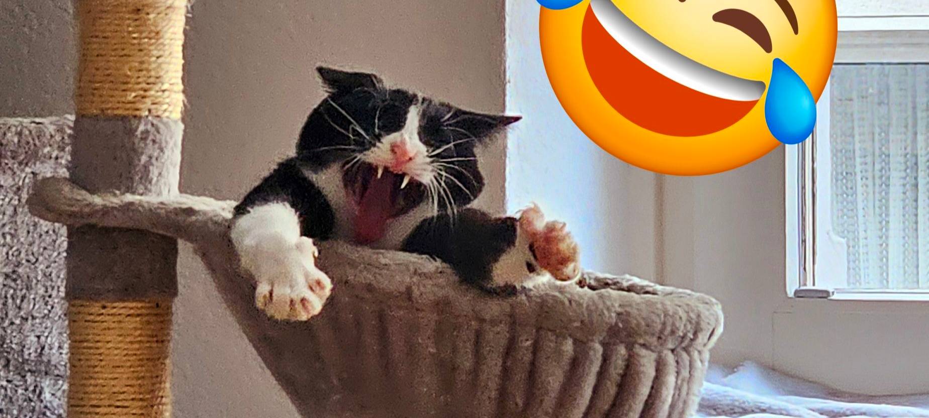 Katze gähnt im Katzenkörbchen von Jaqueline.