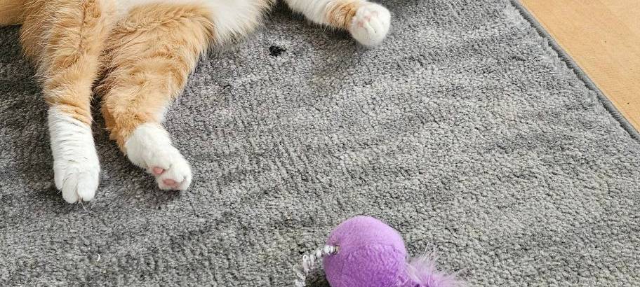 Katze unterbricht das Spielen um zu Gähnen von Jaqueline.