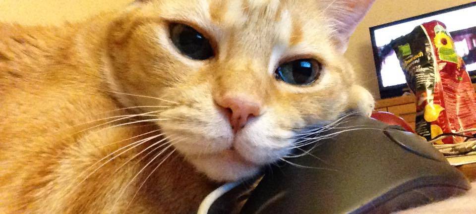 Katze liegt auf der Computermouse von Jürgen.