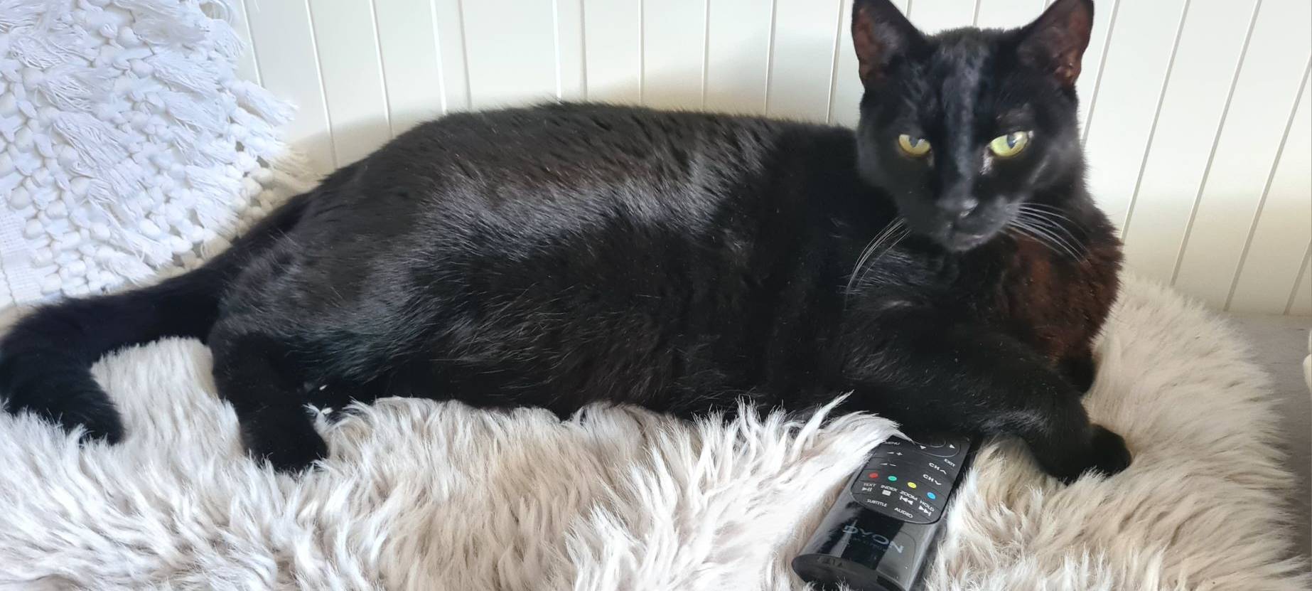 Katze hat die Fernbedienung geklaut und bewacht sie von Julia.