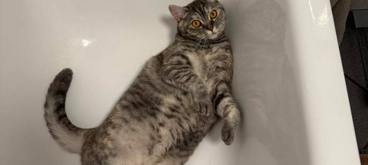 Katze schläft in der Badewanne von Katrin.