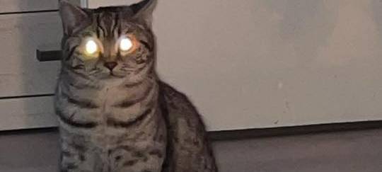 Katze guckt mit strahlenden Augen in die Kamera von Katrin.