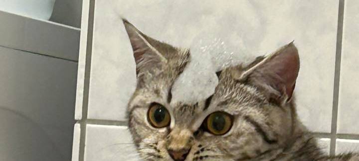 Katze hat Schaum auf dem Kopf und kann es nicht glauben von Katrin.