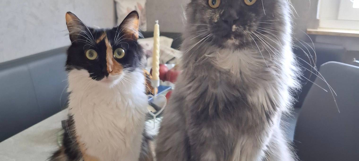 zwei Katzen sitzen auf dem Tisch und gucken in die Kamera von Manuela