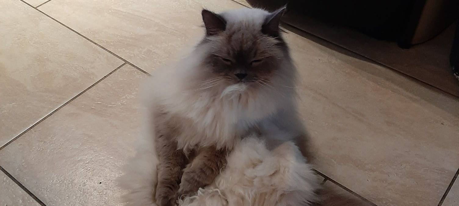 Katze sitzt verführerisch auf dem Boden von Martina.