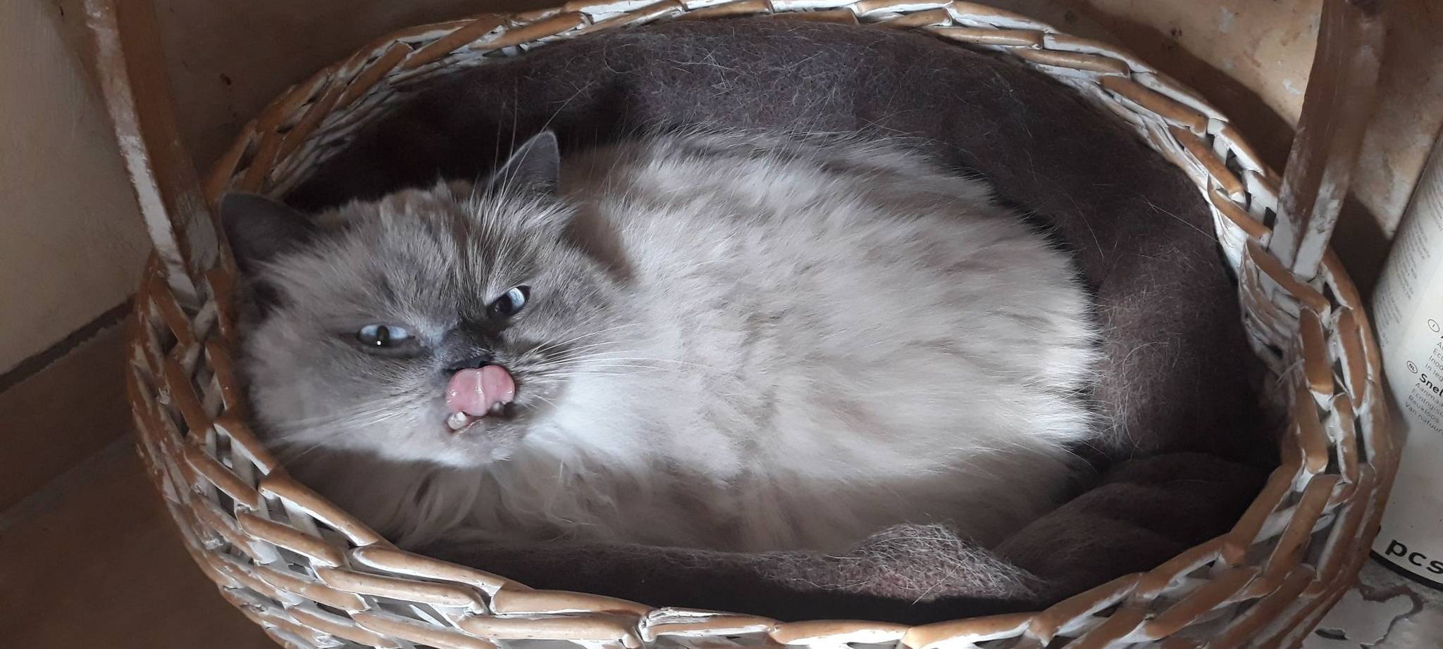 Katze sitzt im Korb und schleckt sich den Mund von Martina.