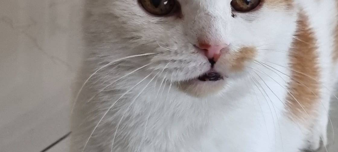 Katze guckt an der Kamera vorbei von Martina.