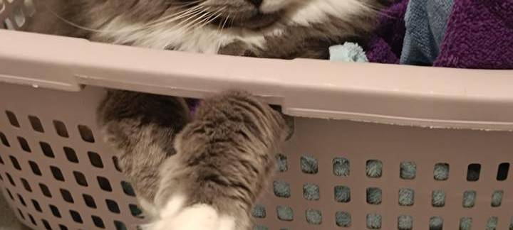 Katze sitz im Wäschekorb und genießt ihr Leben von Melanie.