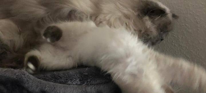 Katze fällt dramatisch aus dem Katzenkorb von Michaela.