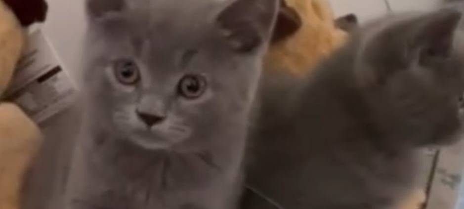 Flauschige Katze guckt in die Kamera von Michel.