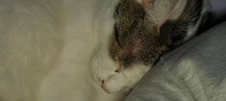 Katze liegt am Fuß von Nicole.