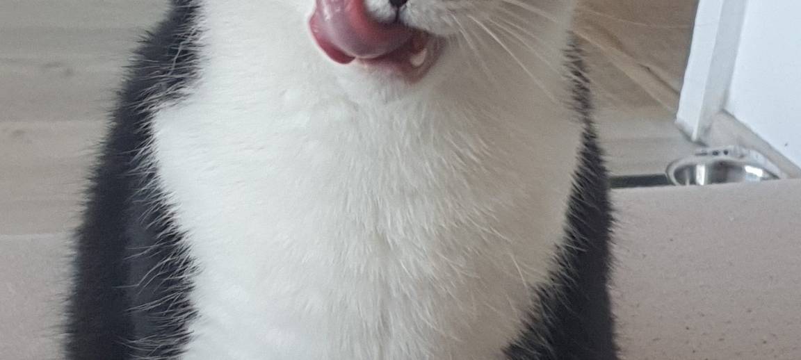 Katze sitzt auf dem Boden und schleckt sich über den Mund von Patrick.