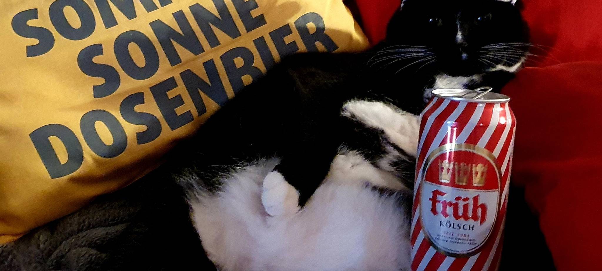 Katze sitzt mit Köpi-Bierflasche auf der Couch von Sabrina.