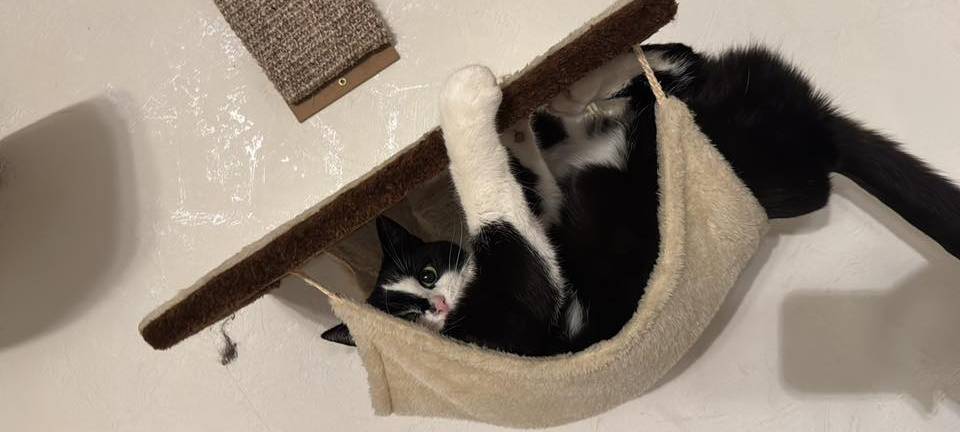 Katze hängt in einer Hängematte und krallt sich am Regal darüber fest von Sarah.