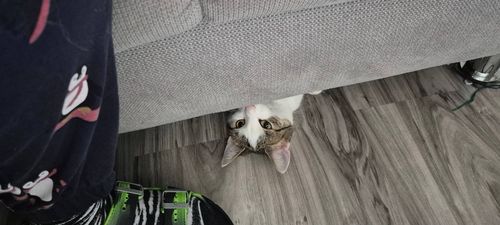 Katze guckt unterm Sofa hervor von Sarah.