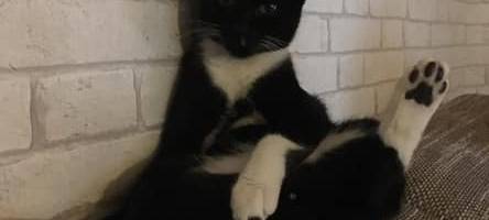 Katze Streckt die Beine aus von Sonja.