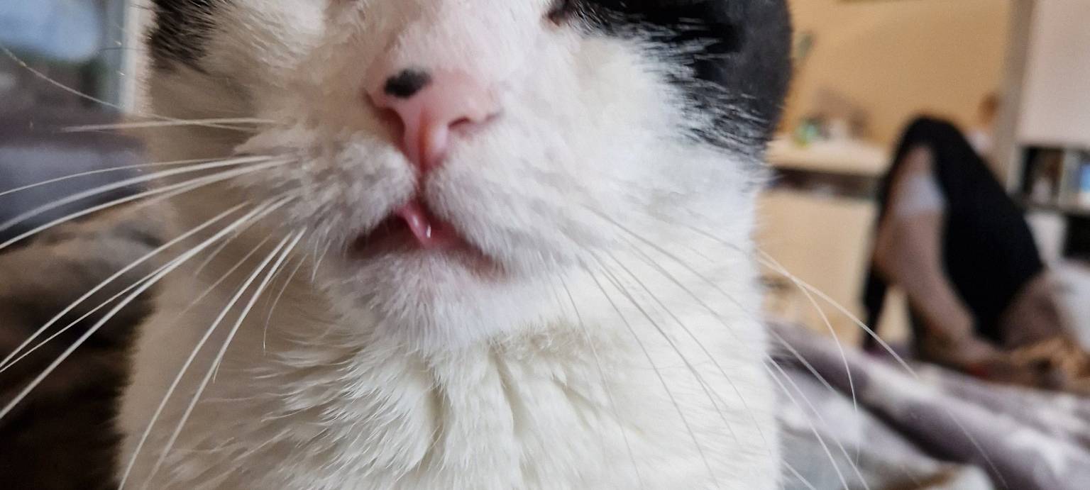 Katze guckt müde in die Kamera von Sonja