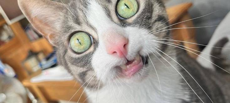 Katze guckt mit riesigen Augen in die Kamera von Susanne.