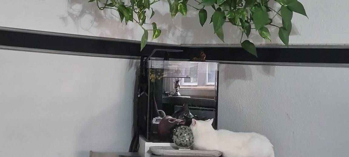 Katze bewundert sich im Spiegel von Tanja.