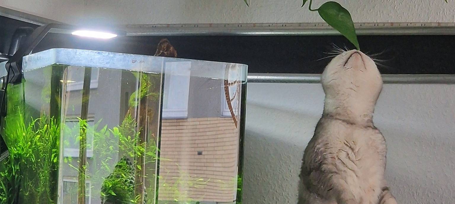 Katze streckt sich um ein Blatt mit der Nase zu berühren von Tanja.