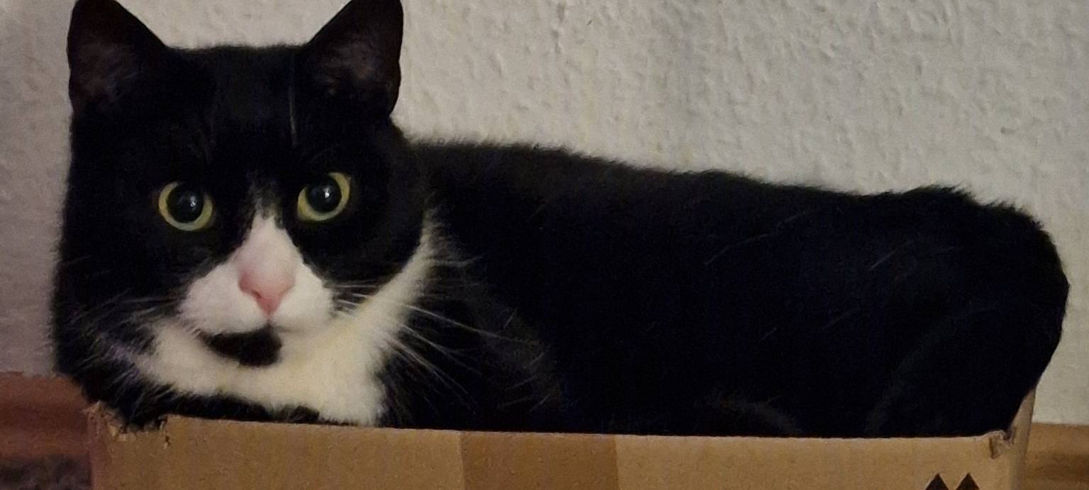 Katze sitzt in Amazon box von Tanja.
