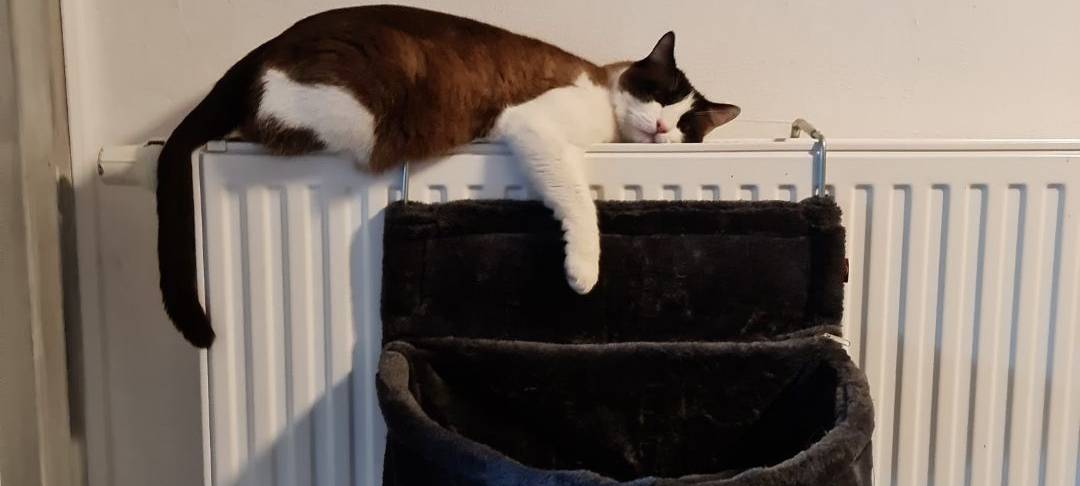 Katze liegt auf der Heizung von Yvonne.