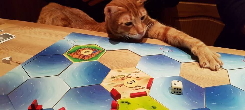 Kater Willy will auch mit Siedler mitspielen von Martina.