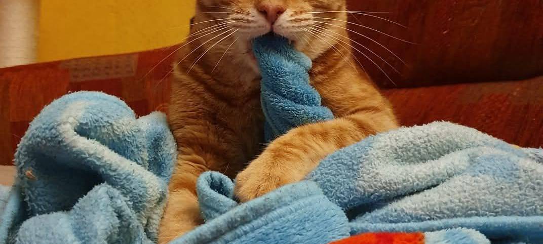 Kater Willy wird ertappt von Martina.