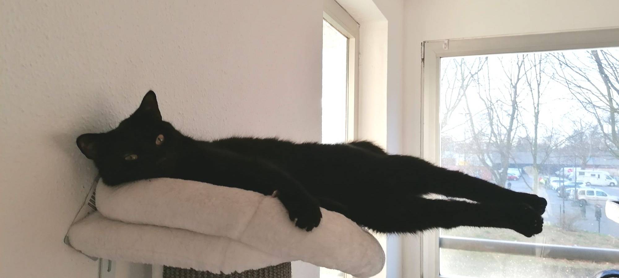 Katze Yuna liegt auf dem Kratzbaum und streckt ihre Beine in die Luft von Michelle.