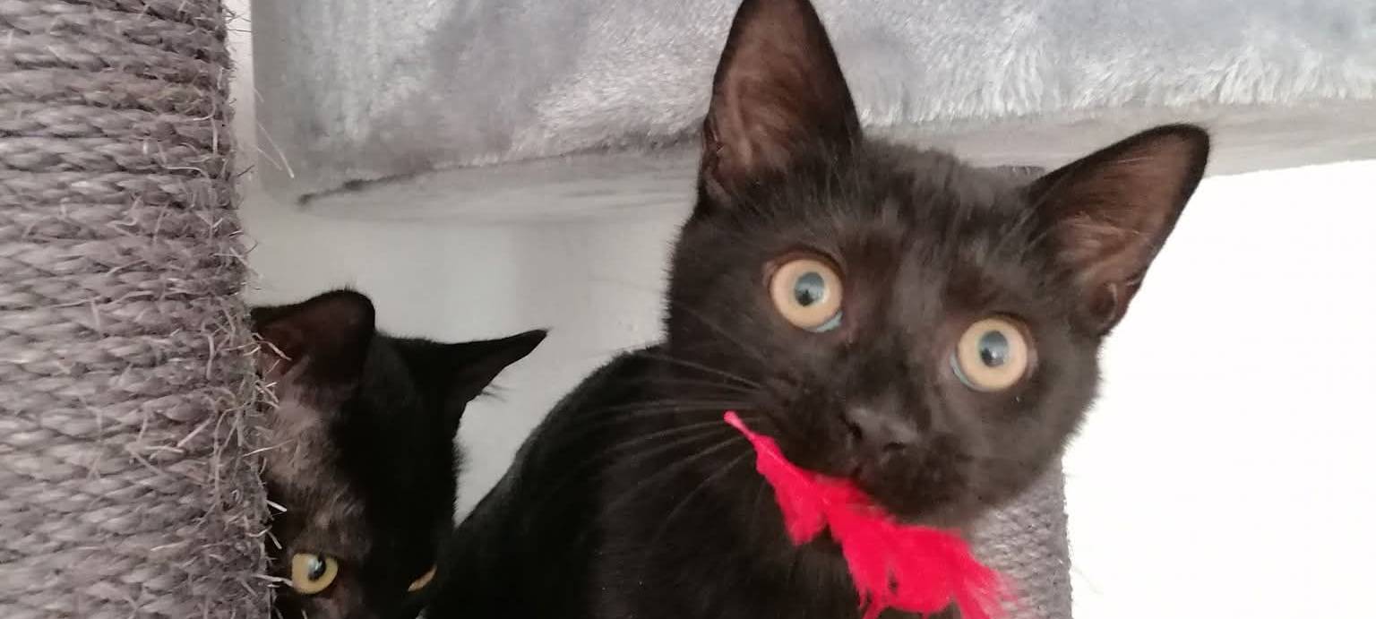 Katze Yuna guckt ertappt in die Kamera mit einer Kunstfeder im Mund von Michelle.