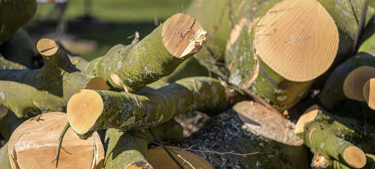 Blutbuche in Duisburger Innenstadt musste gefällt werden