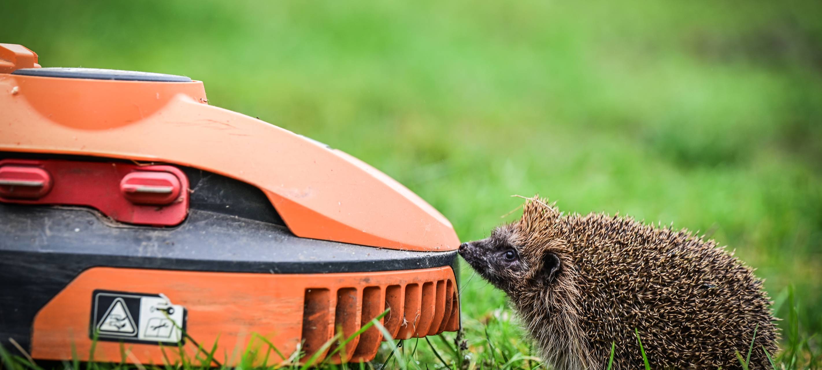 Mähroboter werden zur tödlichen Gefahr für Igel