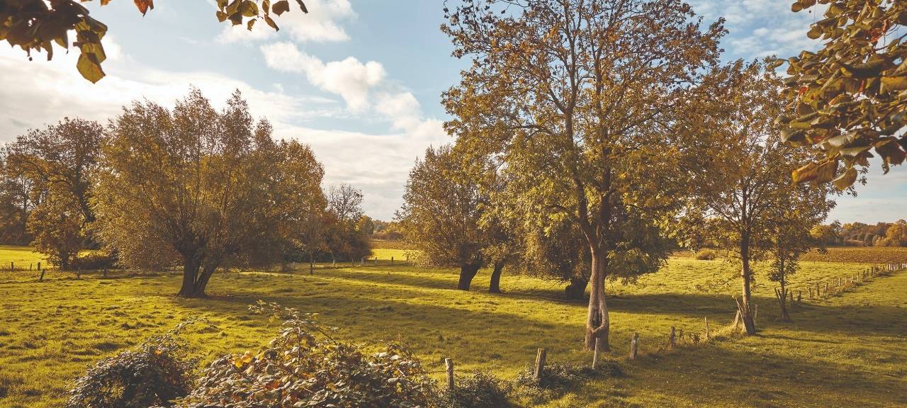 Rheinaue in Walsum