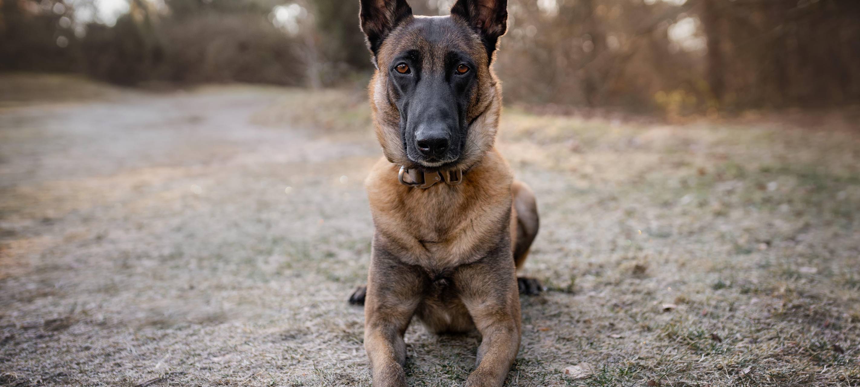 Spürhund findet Drogen bei Durchsuchung in Meiderich
