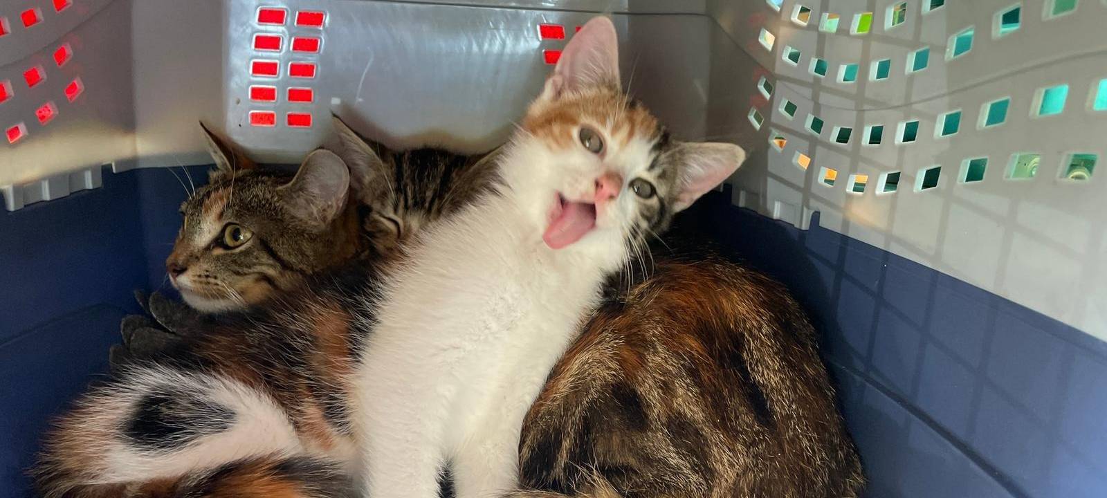 Katzenhilfe Duisburg schlägt Alarm: Immer mehr Streuner