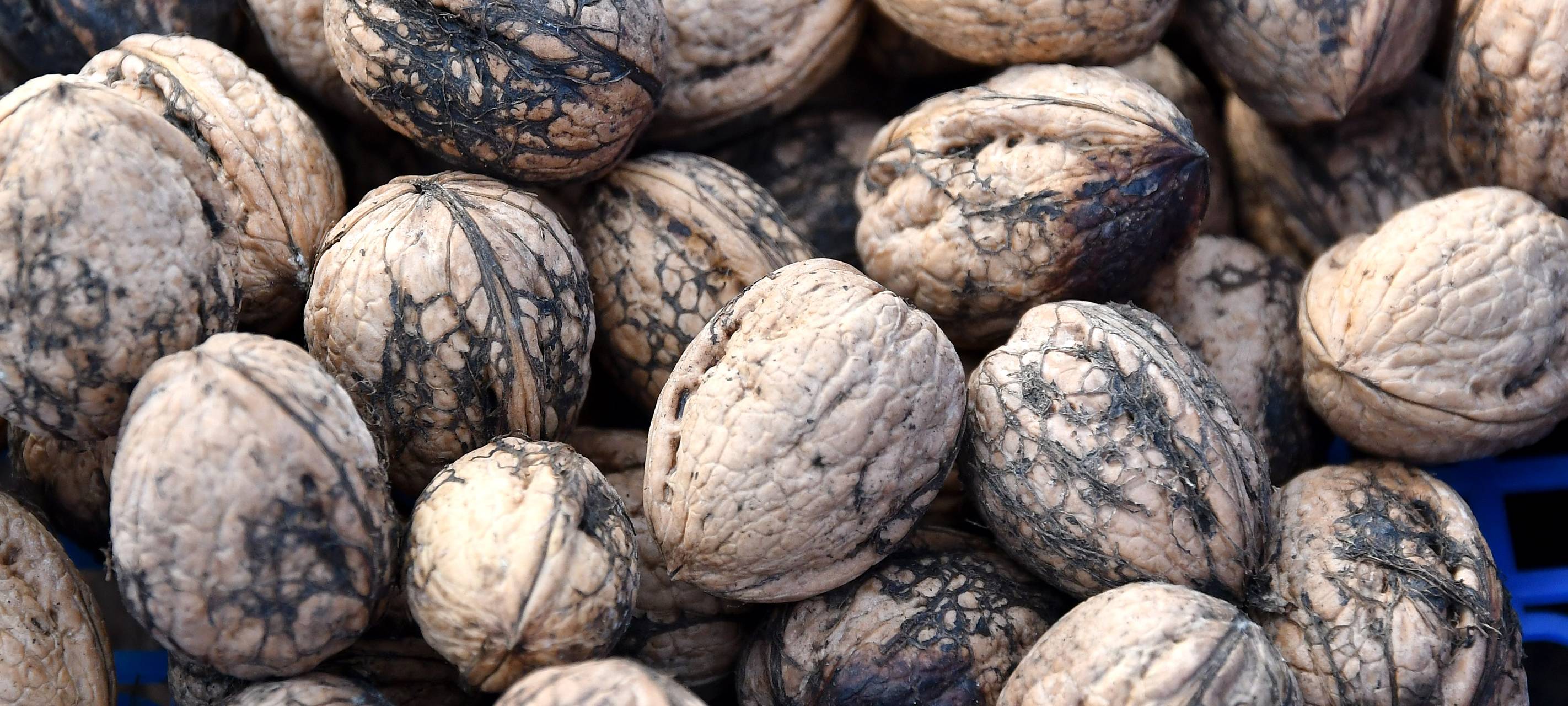 Walnuss-Diebstahl in Duisburg