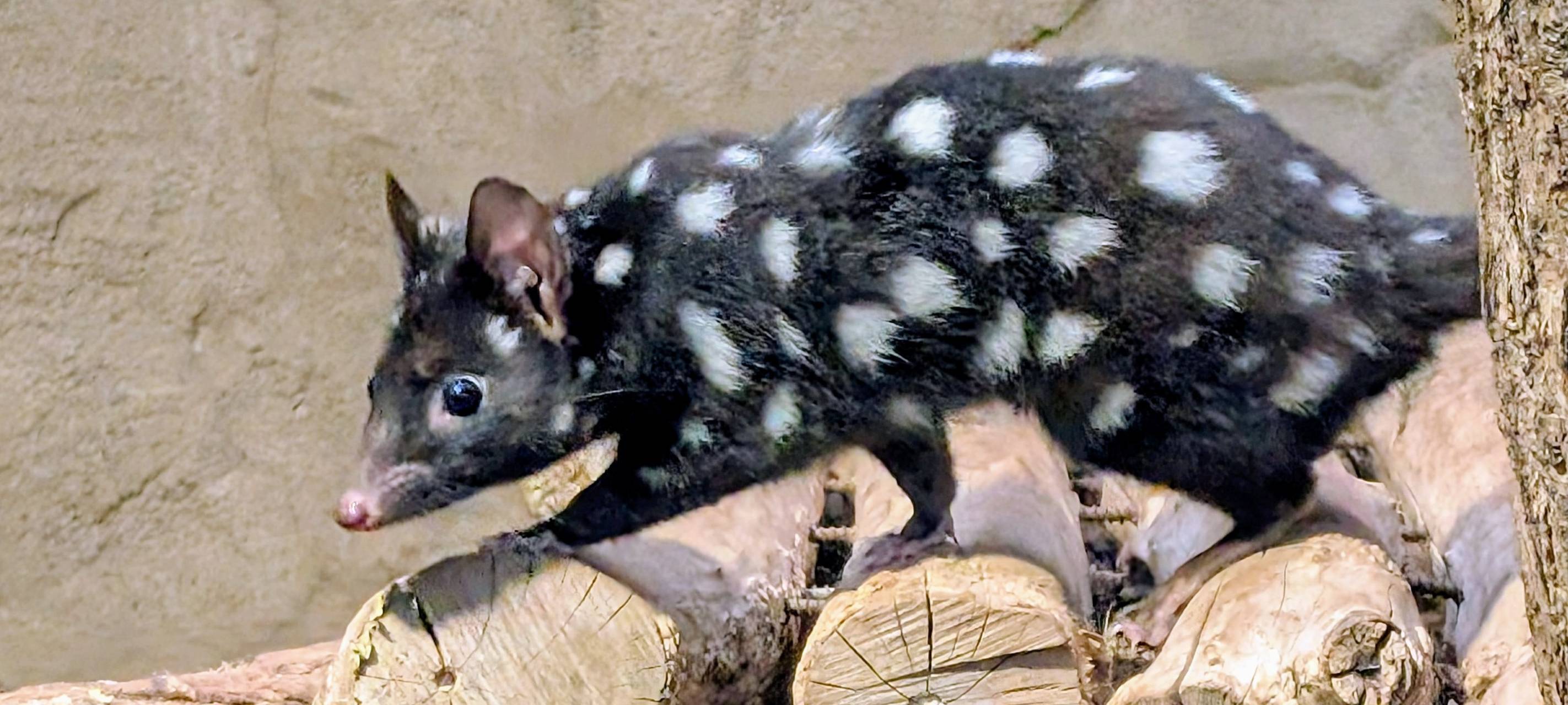 Tüpfelbeutelmarder im Zoo Duisburg