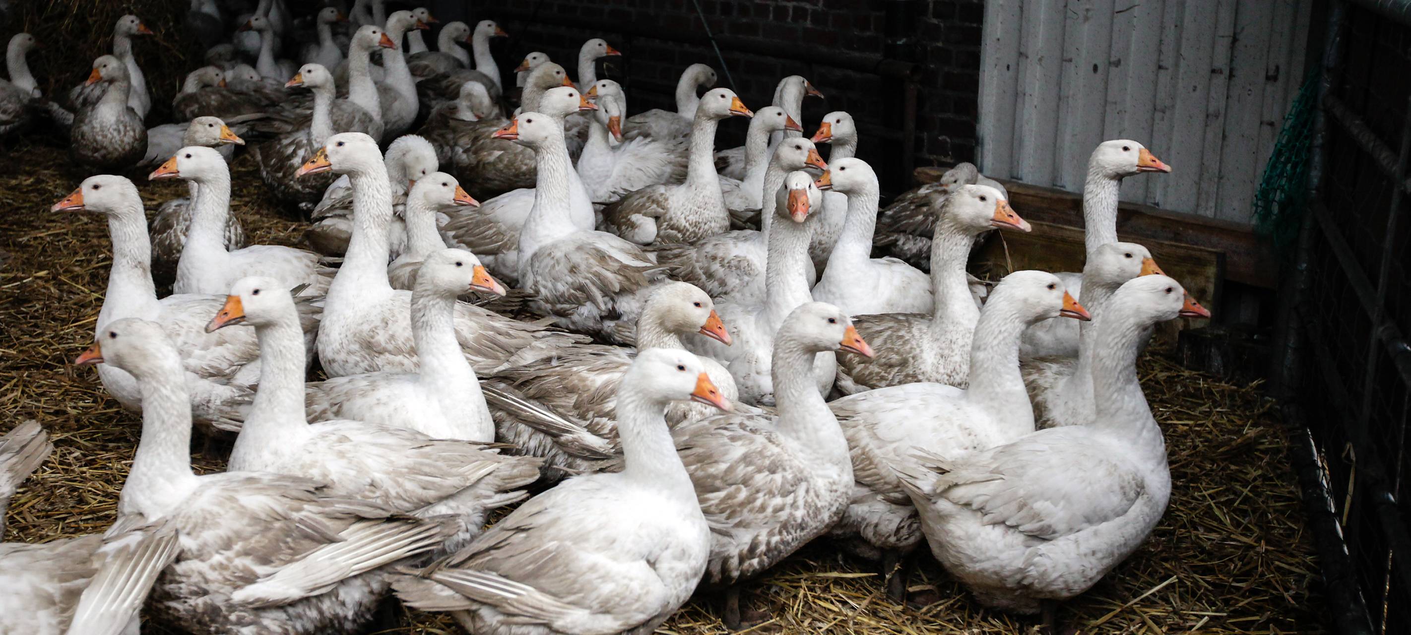 Vogelgrippe in Duisburg