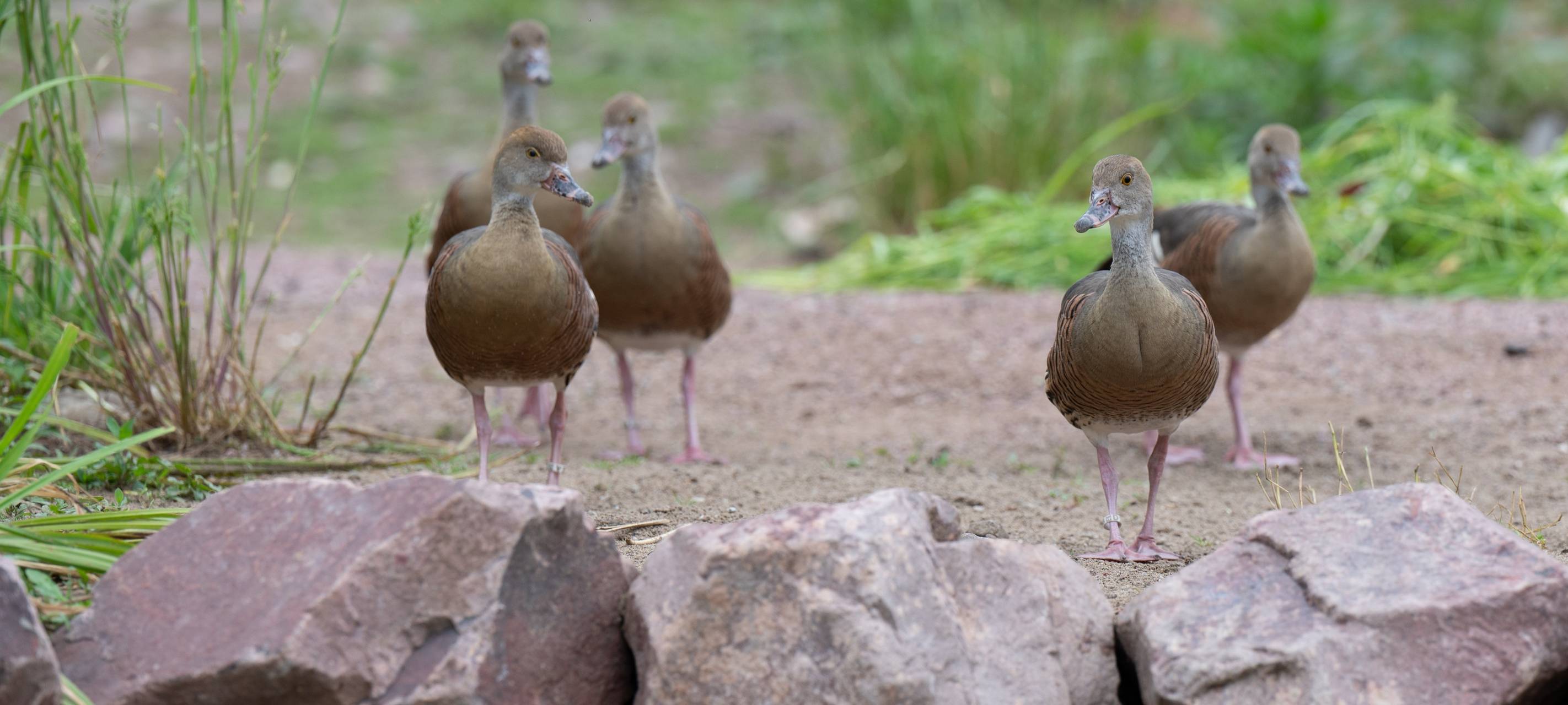 Zoo Duisburg bringt Vögel vorzeitig ins Winterquartier – Vogelgrippe-Schutzmaßnahmen