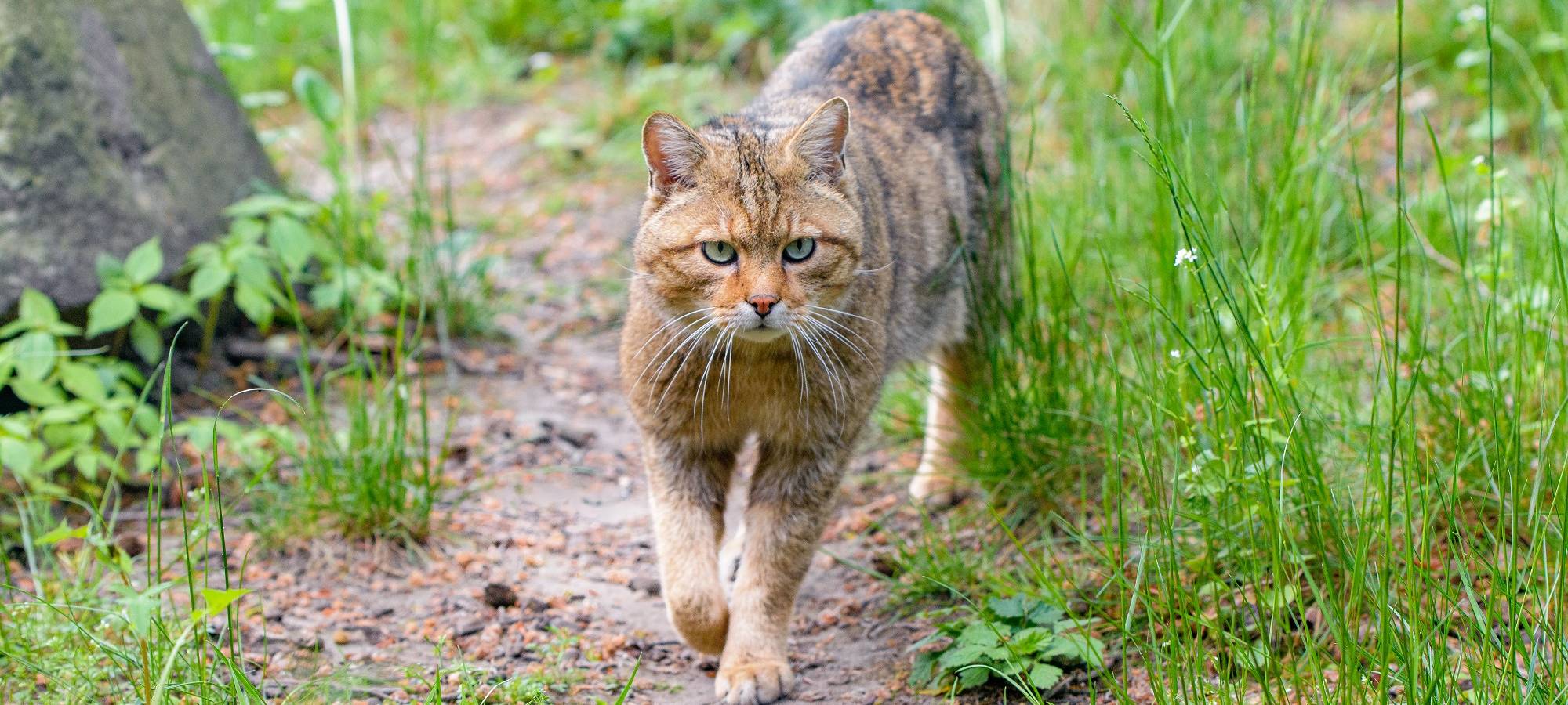 Zoo Duisburg schickt 16 Wildkatzen nach Schottland