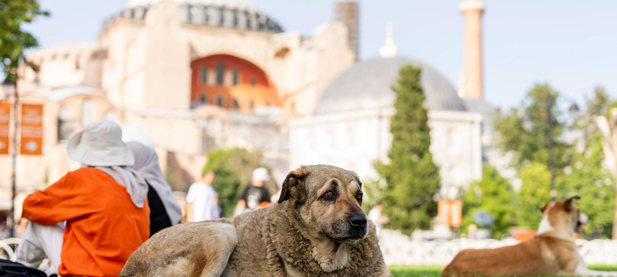 Streunende Hunde in der Türkei