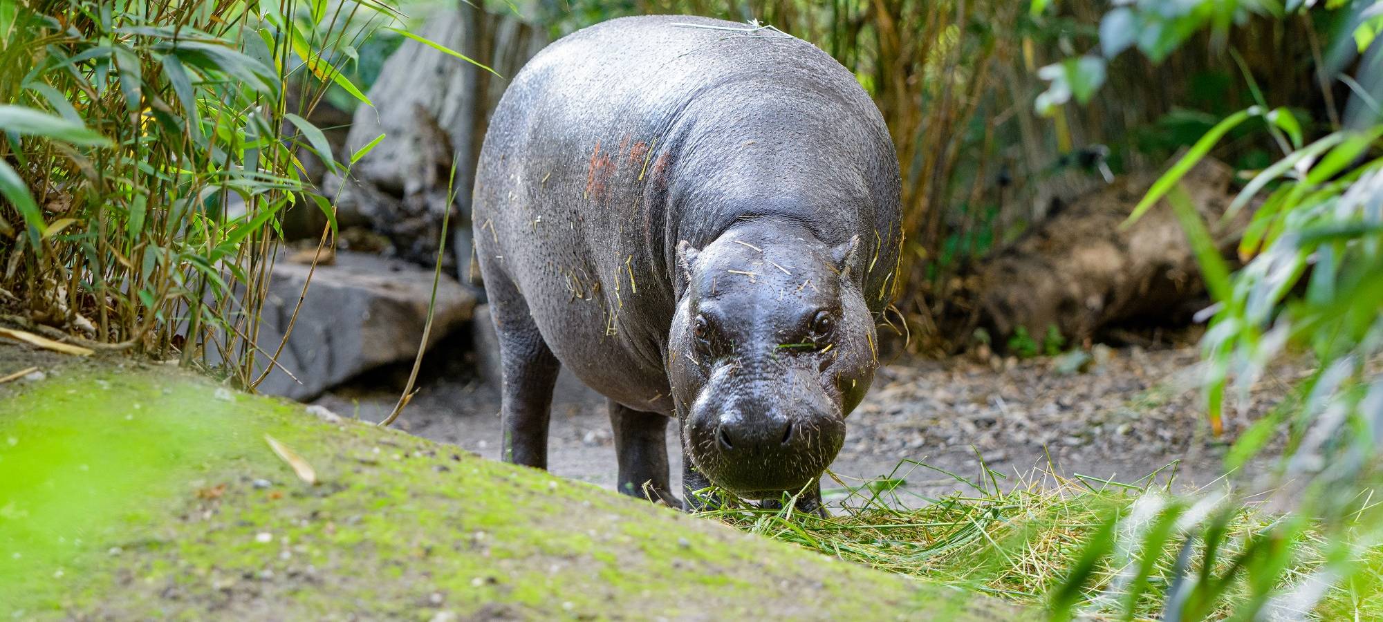 Zoo Duisburg startet Bau der neuen Zwergflusspferd-Anlage